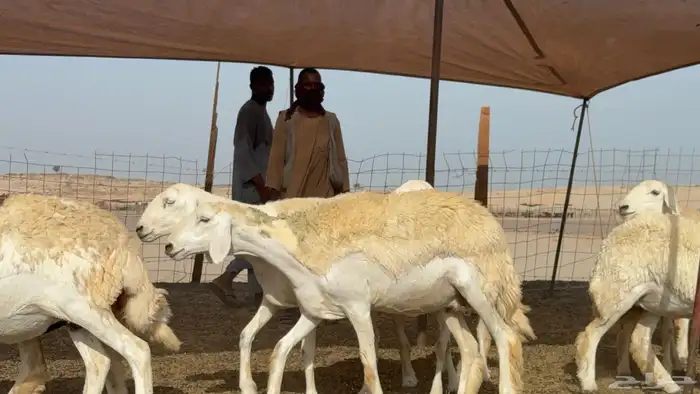 رخال حريات حرش صنف عددها 60 معاها الفحل 20