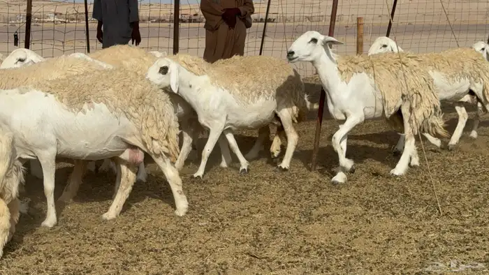 رخال حريات حرش صنف عددها 60 معاها الفحل 37