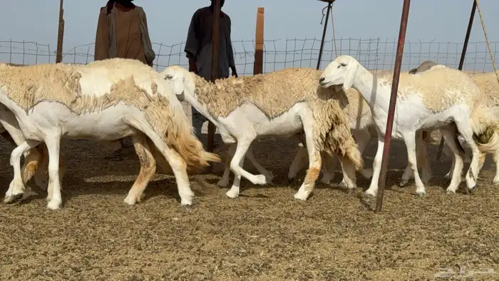 رخال حريات حرش صنف عددها 60 معاها الفحل 5