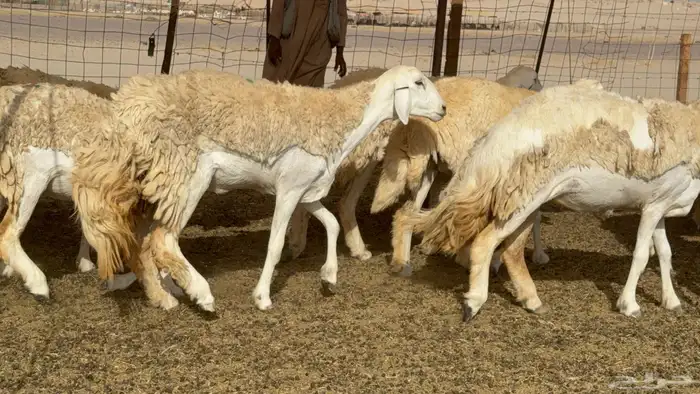 رخال حريات حرش صنف عددها 60 معاها الفحل 4
