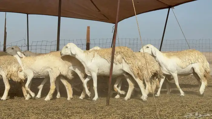 رخال حريات حرش صنف عددها 60 معاها الفحل 32
