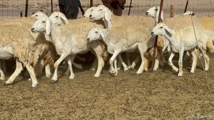 رخال حريات حرش صنف عددها 60 معاها الفحل 41
