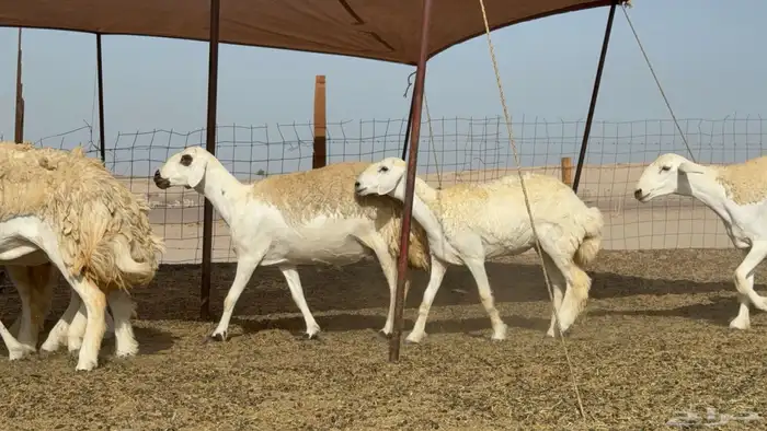 رخال حريات حرش صنف عددها 60 معاها الفحل 31