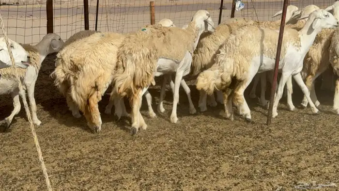 رخال حريات حرش صنف عددها 60 معاها الفحل 14