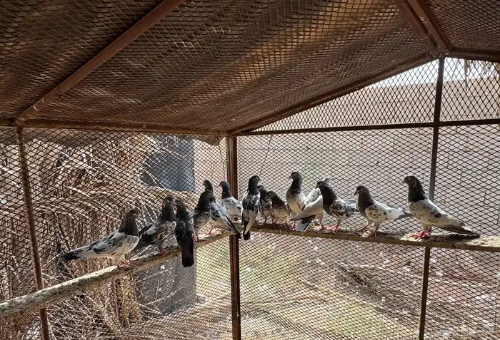 حمام هندي طيار 1