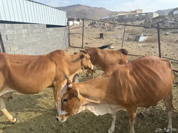 بيع بقر العدد 15 الكبار خمس ولد واربع مقاريب 1