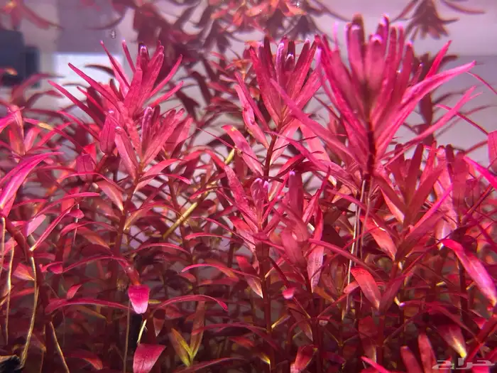 نبات Rotala Rotundifolia Blood red المائي 1