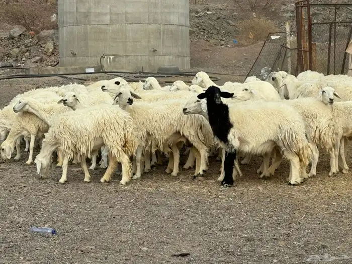ضان مراح وغنم سرحه صغار سن 7