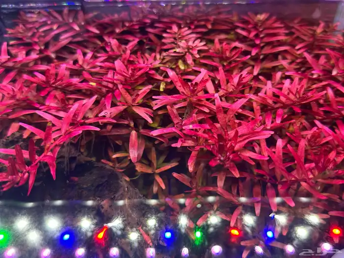 نبات Rotala Rotundifolia Blood red المائي 3