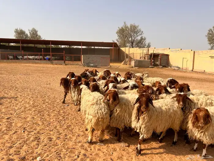 غنم نعيمي 3