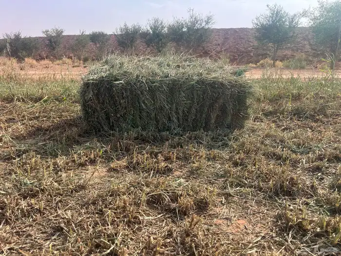 علف بلوبنك صافي وناعم 3