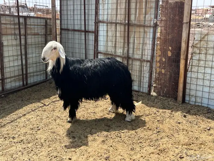 طلي فحل نجد صنف الصنف (تم البيع) 1