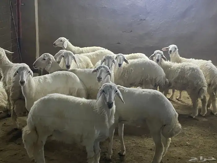 ذبايح حري تيوس وسواكن 2