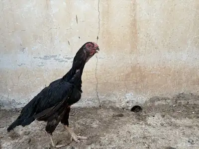 للبيع دجاجه وديك جاوي اصل index