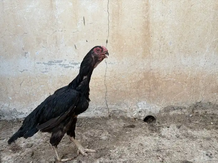 للبيع دجاجه وديك جاوي اصل 1