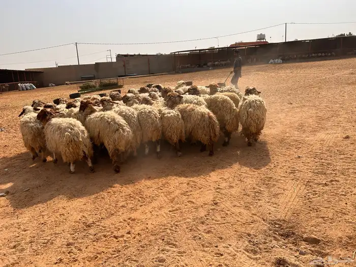 غنم نعيمي 2