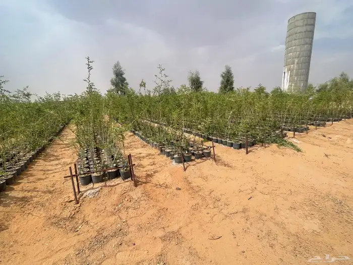 شتلات وأشجار سدر بلدي ومطعم تفاحي 2