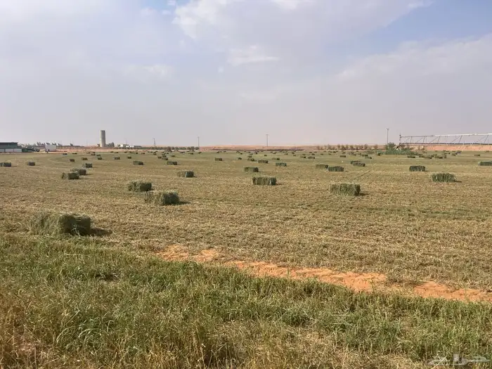 علف بلوبنك صافي وناعم 0
