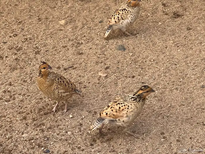 بوب وايت سمان أمريكي 5