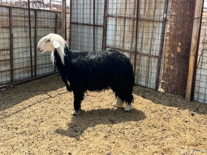 طلي فحل نجد صنف الصنف (تم البيع) 0