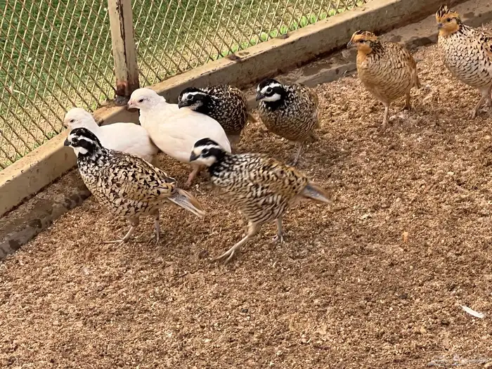 بوب وايت سمان أمريكي 8