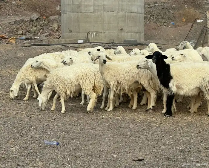 ضان مراح وغنم سرحه صغار سن 6