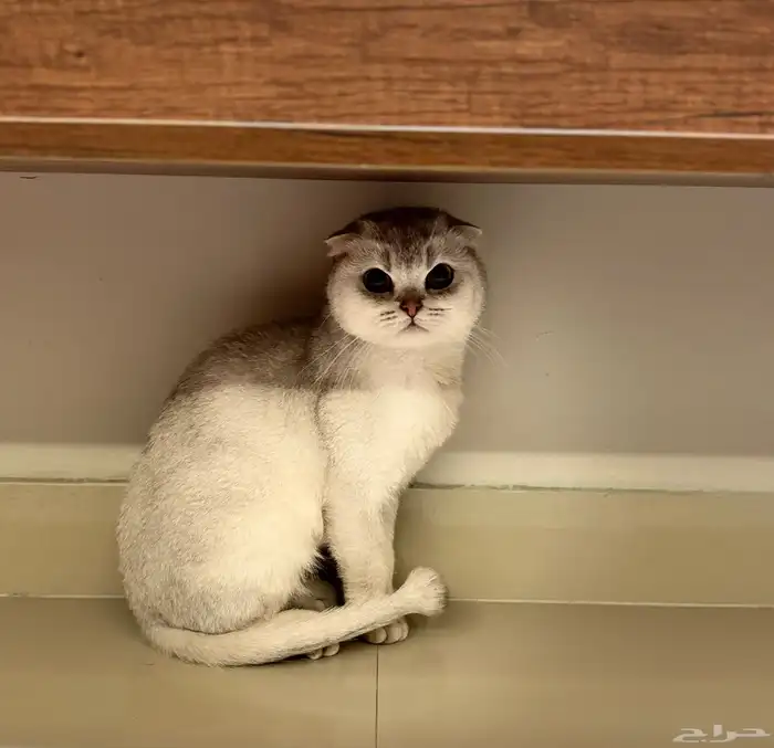 قطط سكوتش منتجه للبيع مستعجل 2