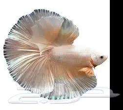 سمكه سمك سلاحف سلحفاه 0
