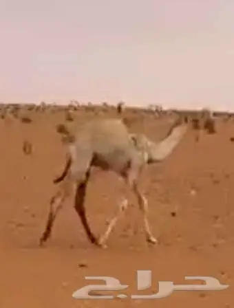 قعود للبيع 2