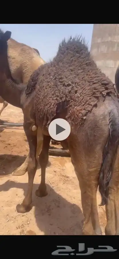 قعودين للبيع 0