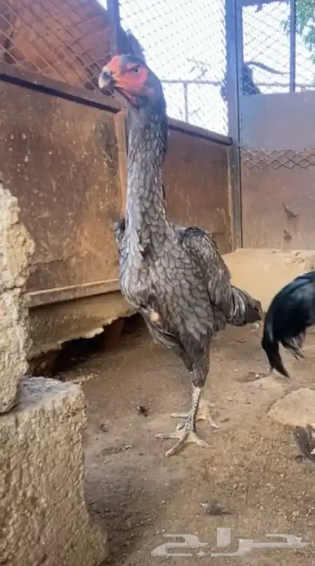 شامو الماني 9