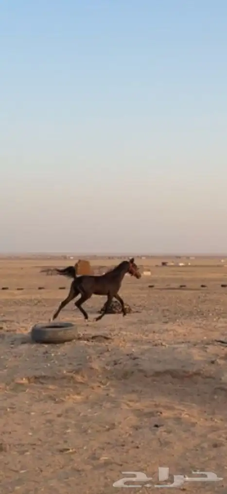 حصان عربي اصيل شعبي للبيع وسمح ومع البل 0
