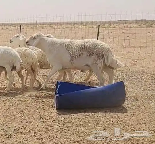 فحل حري صنف فاخر ...فرصة 6