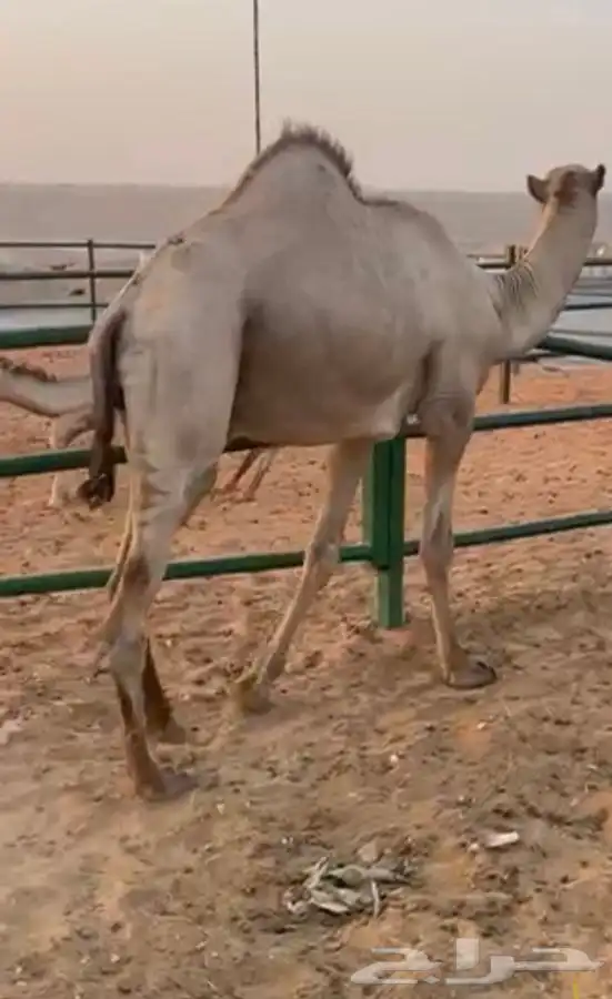 قعود طيب مربى 2