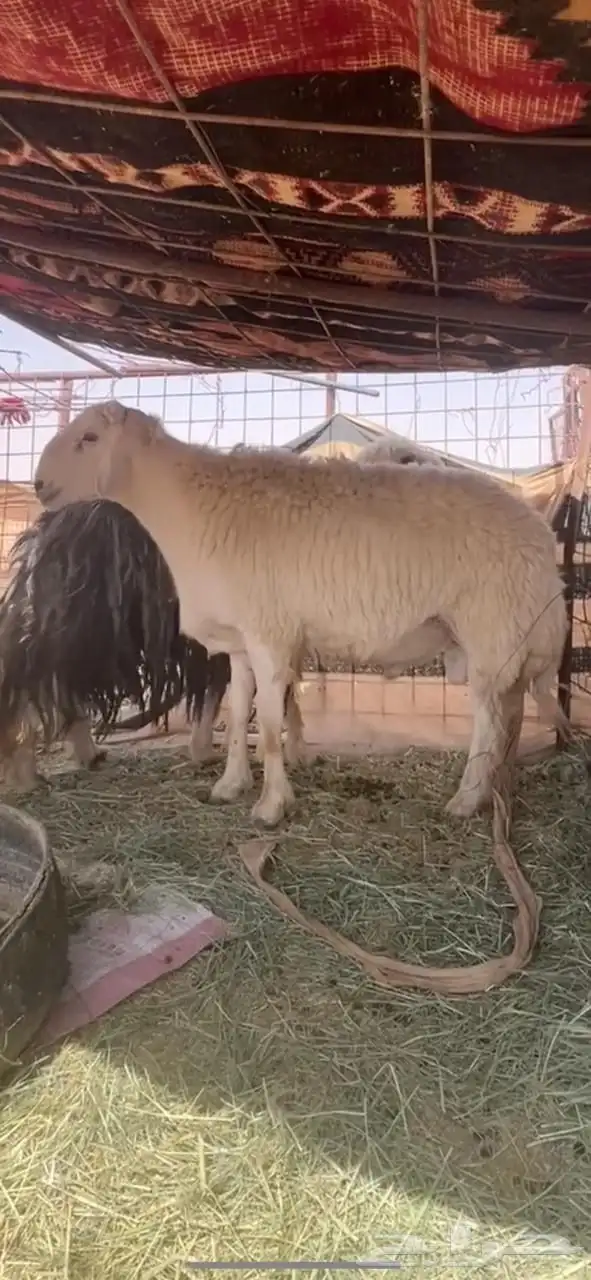 خروف فحل ثني حري 1