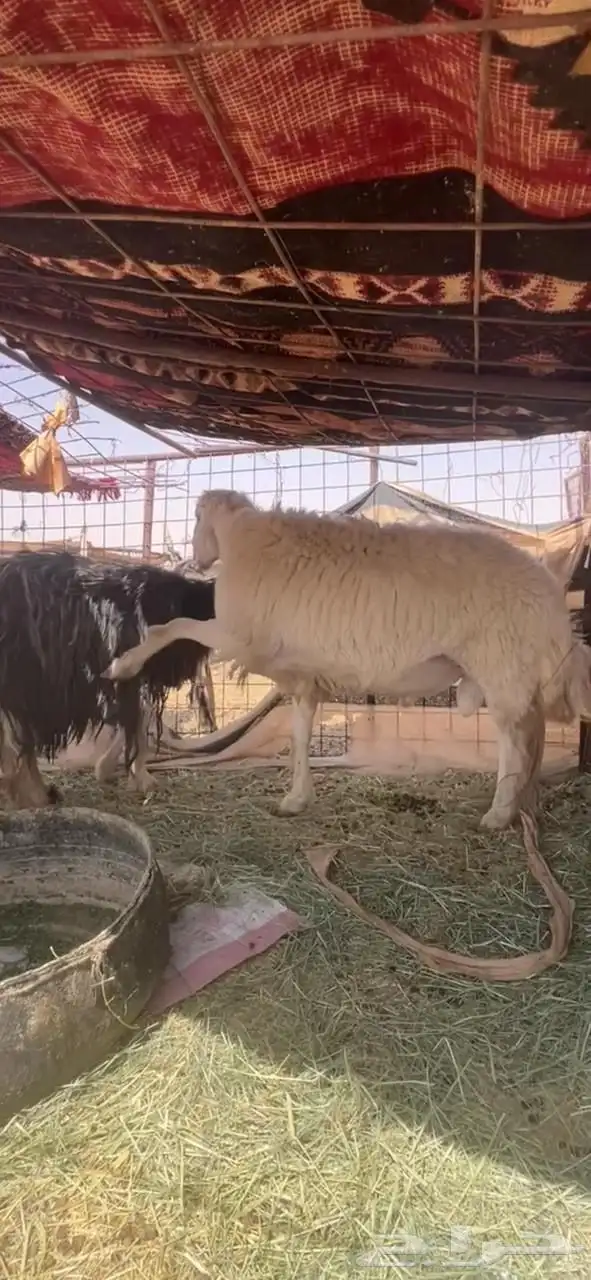 خروف فحل ثني حري 2