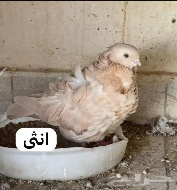 حمام كشكش ذكر وانثى وطبات شيرازي وطبات رقاص وباكستاني 0