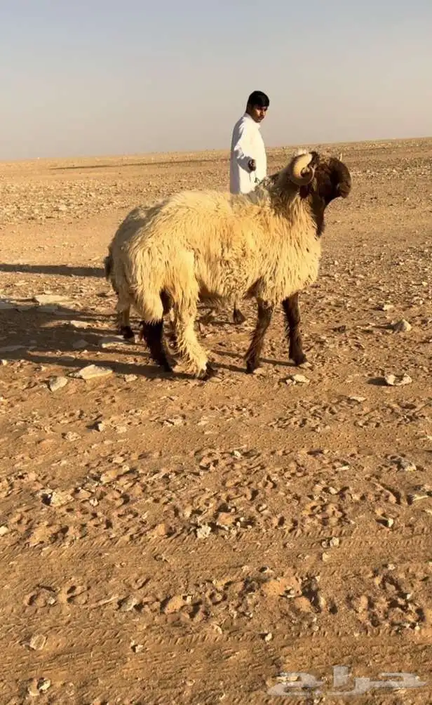 خروف خصم صنف 1