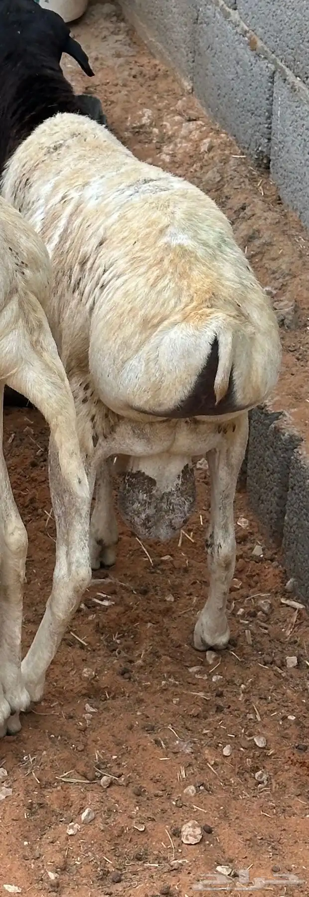 طليان برابر مرابي طب وتخير 0