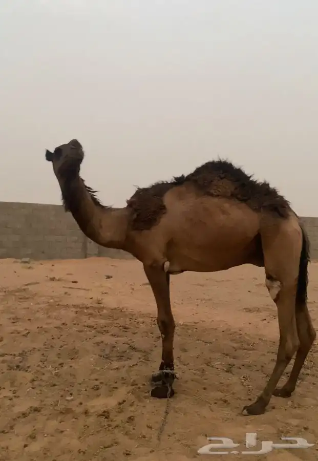 قعود يلقي الشتاء 1