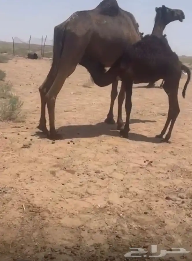 قعودين للبيع 2