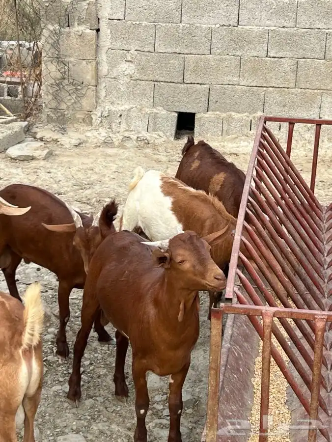 تيوس دهم مراح واحد 4