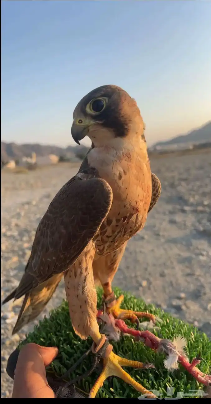 مطلوب طير صقر وكري شاهين بحري جبلي 0
