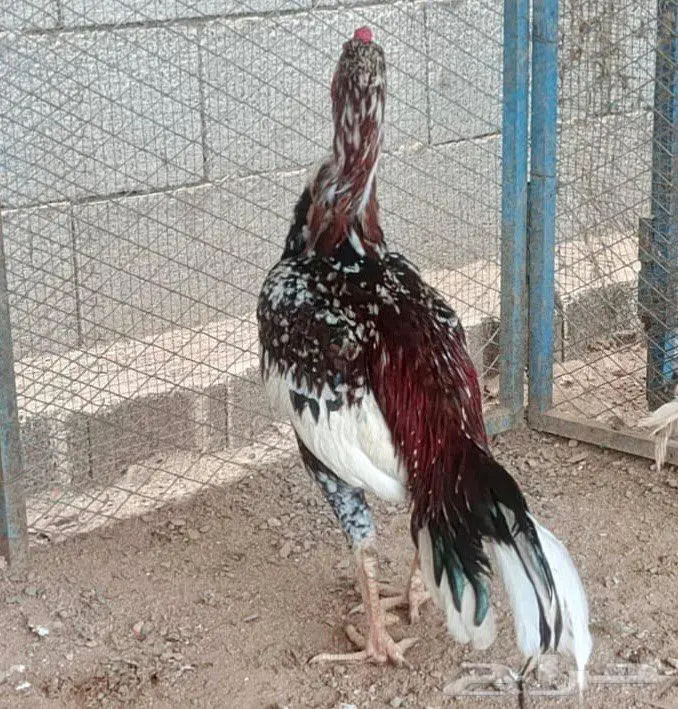 العرض الثاني 0
