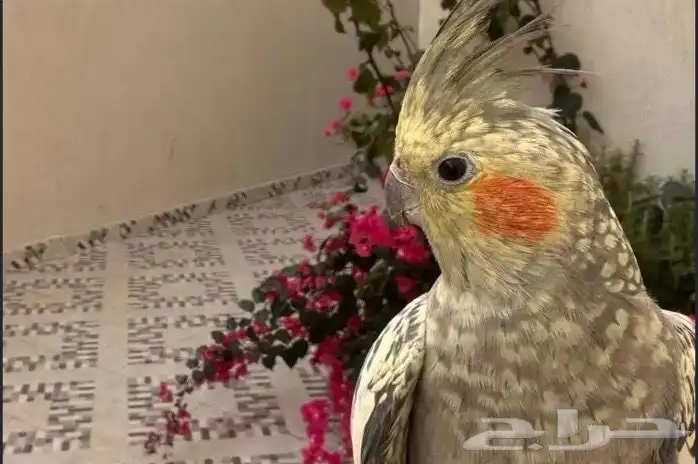 للبيع طير كروان اليف مع القفص 0