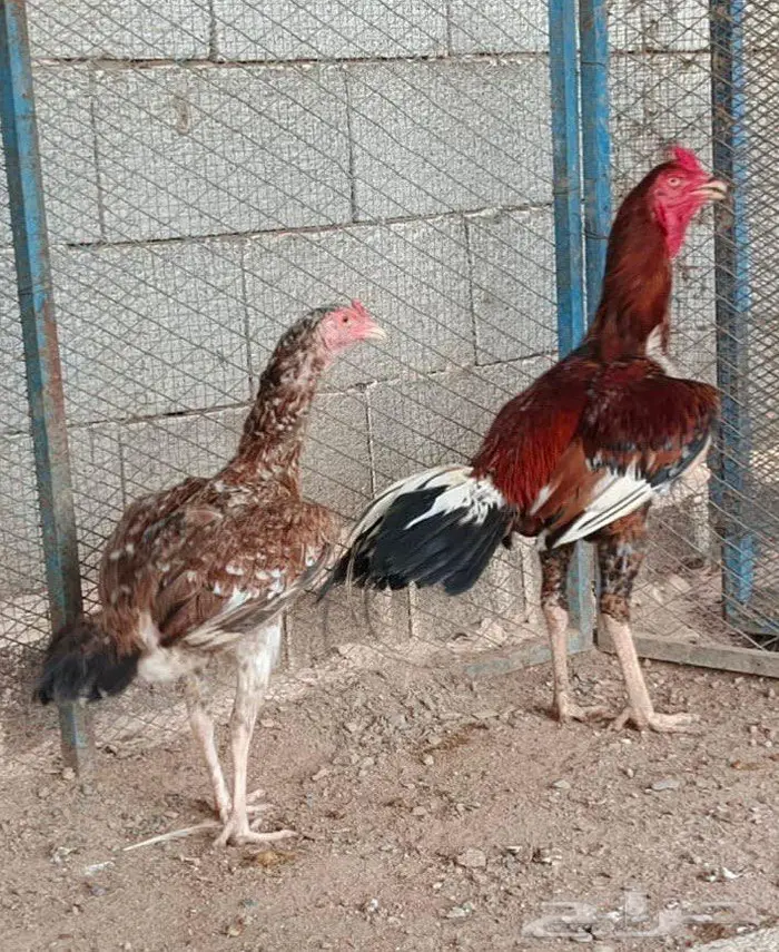 العرض الأول 3