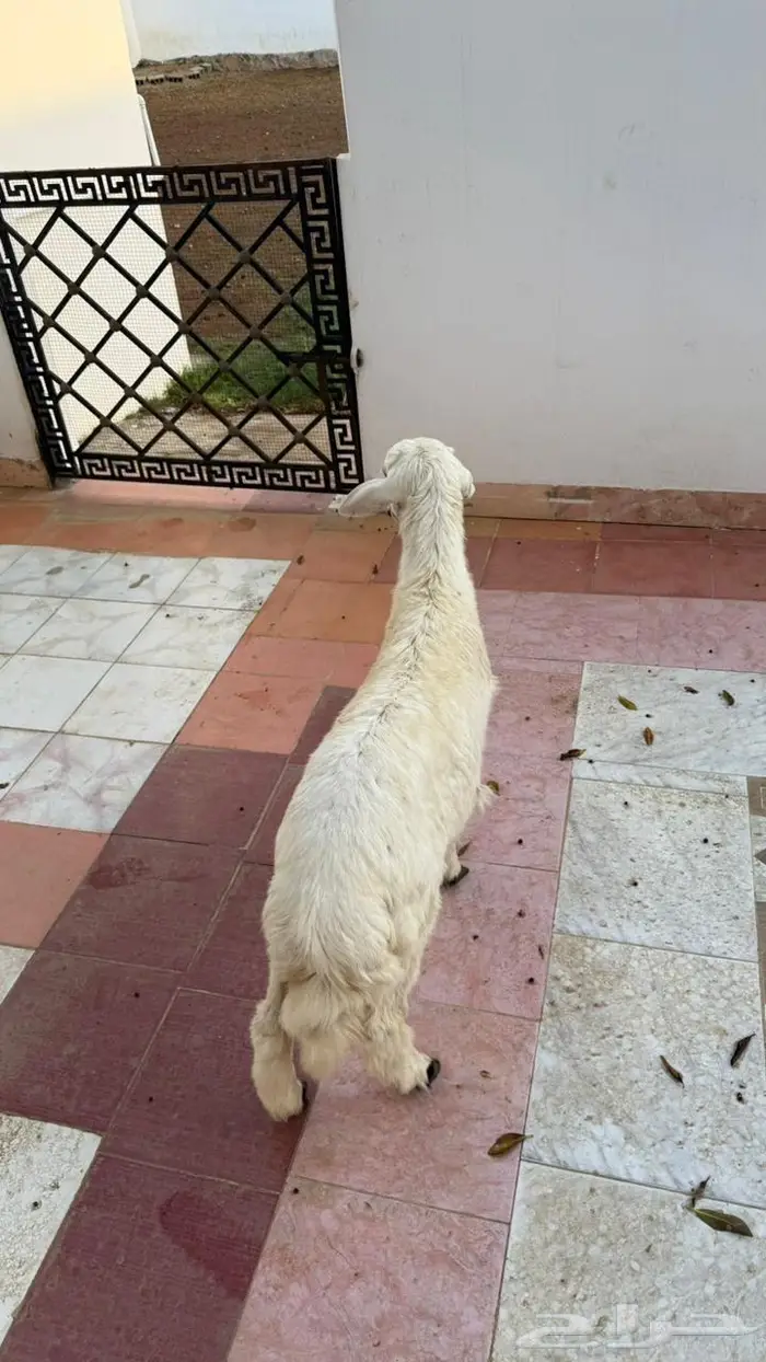 خروف نظيف سمين 5 شهور 2
