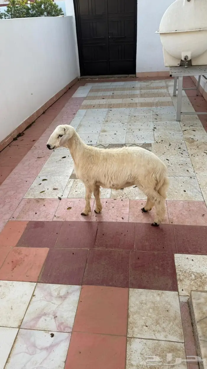 خروف نظيف سمين 5 شهور 0