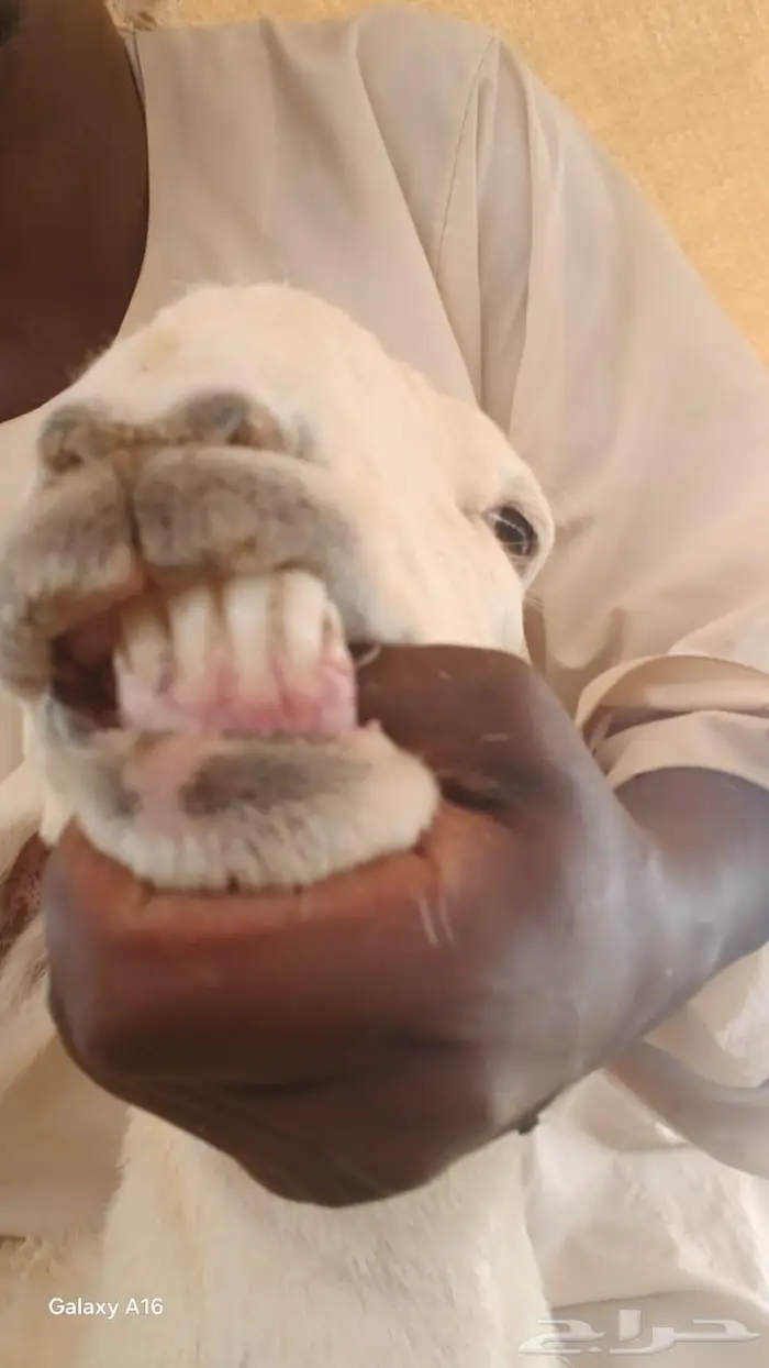 شاتين دفيع 0