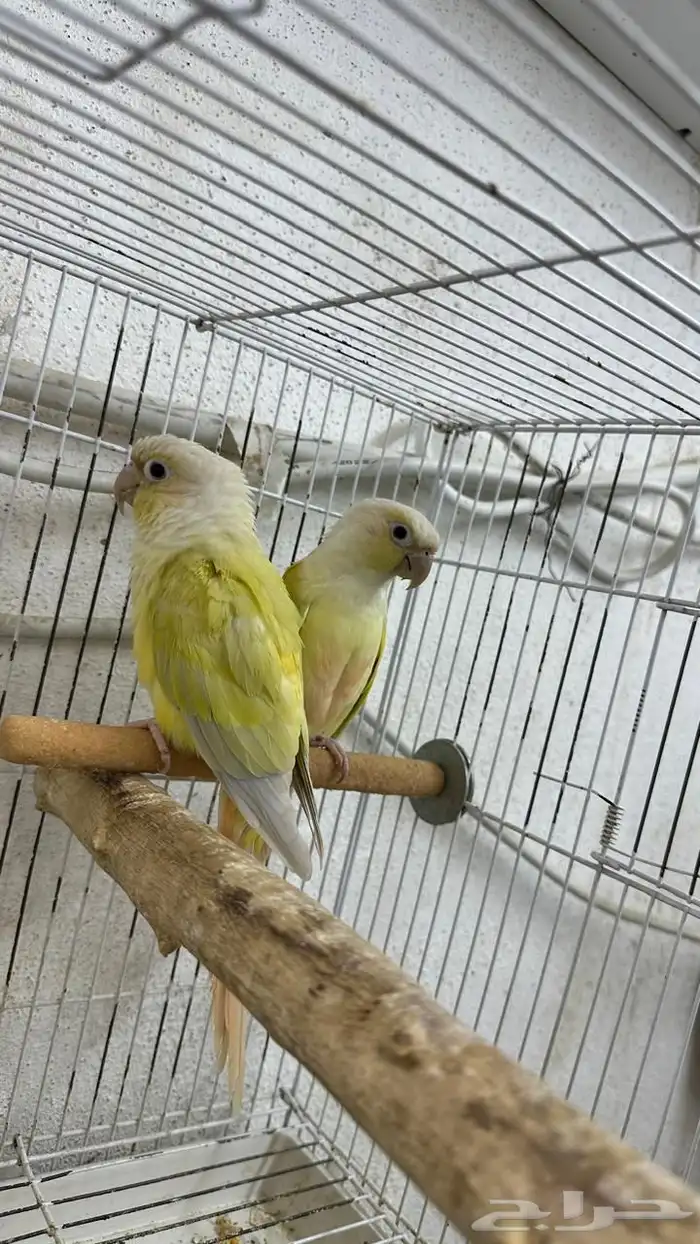 زوج مون شيك منتج 0